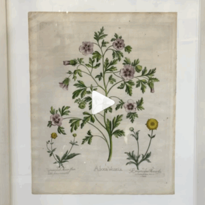 Basilius Besler ‘Alcea Venata’ 1613 Hand Coloured Copper Engraving